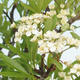 Vonkajšia bonsai-Pyracanta Teton -Hlohyně - 5/5