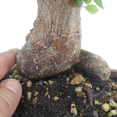 Vonkajší bonsai -Carpinus CARPINOIDES - Hrab kórejský - 5