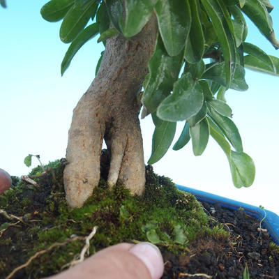 Izbová bonsai-Punic granatum-Granátové jablko - 5