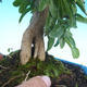 Izbová bonsai-Punic granatum-Granátové jablko - 5/5