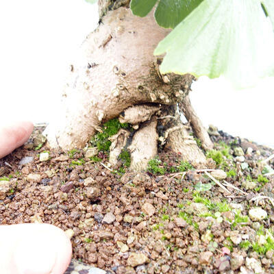 Vonkajší bonsai - Jinan dvojlaločný - Ginkgo biloba - 5