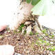 Vonkajší bonsai - Jinan dvojlaločný - Ginkgo biloba - 5/5