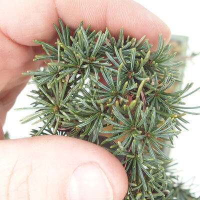 Vonkajšie bonsai - Cedrus Bozkavanie brevifolia - Céder zelený - 5