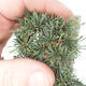 Vonkajšie bonsai - Cedrus Bozkavanie brevifolia - Céder zelený - 5/5