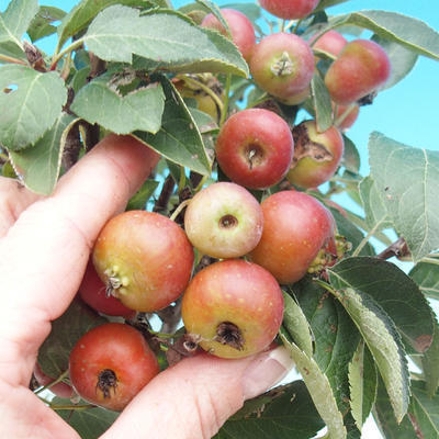 Vonkajší bonsai -Malus halliana - Maloplodá jabloň - 5