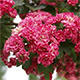 Vonkajšie bonsai - Hloh ružové kvety - Crataegus laevigata paul's Scarlet - 5