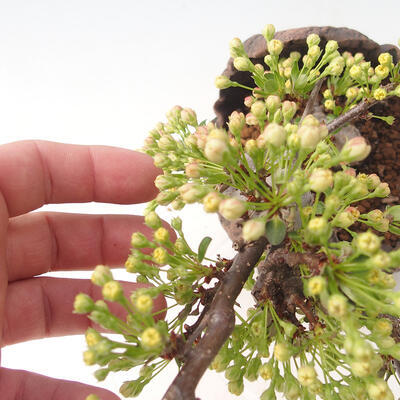 Vonkajší bonsai - Malus sergentiu - Maloplodá jabloň - 5