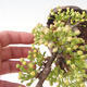 Vonkajšie bonsai - Malus sargentii - Maloplodé jabloň - 5/6