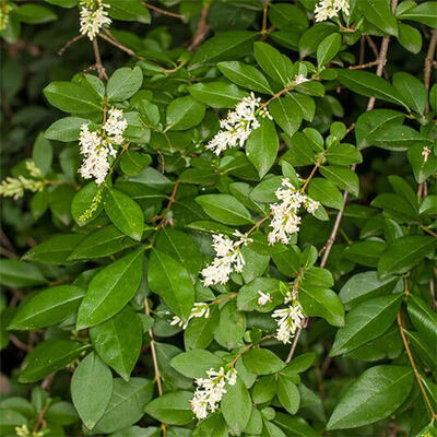 Vonkajší bonsai - Ligustrum obtusifolium - Vtáčí zob tupolistý - 5