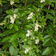 Vonkajší bonsai - Ligustrum obtusifolium - Vtáčí zob tupolistý - 5/5