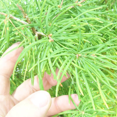 Vonkajšie bonsai - Pseudolarix amabilis - Pamodřín - 5