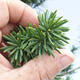Vonkajší bonsai - Taxus cuspidata - Tis japonský - 5/6