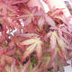 Vonkajší bonsai - Acer palmatum Atropurpureum - Javor dlanitolistý červený - 5/5