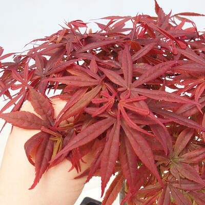 Vonkajší bonsai - Acer palmatum Atropurpureum - Javor dlanitolistý červený - 5