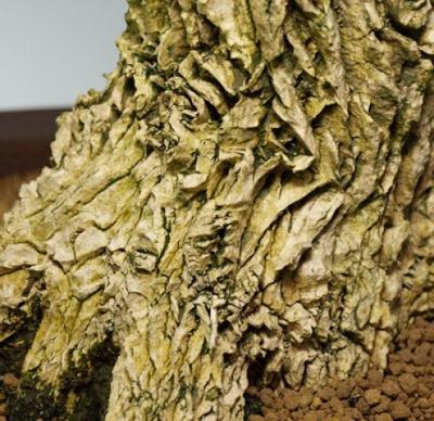 Izbová bonsai - Buxus harlandii -korkový buxus - 5