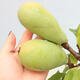 Vonkajšie bonsai - Pseudocydonia sinensis - Kdoloň čínska - 5/6