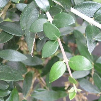 Izbová bonsai - Olea europaea - Oliva európska - 5