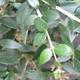 Izbová bonsai - Olea europaea - Oliva európska - 5/6