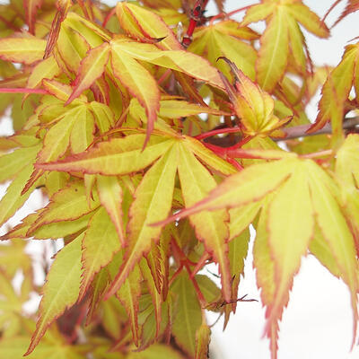Vonkajší bonsai - Acer pal. Sango Kaku - Javor dlanitolistý - 5