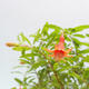 Izbová bonsai-Punic granatum nana-Granátové jablko - 4/5