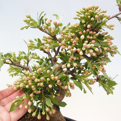 Vonkajší bonsai - Malus sergentiu - Maloplodá jabloň - 5