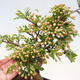 Vonkajší bonsai - Malus sergentiu - Maloplodá jabloň - 5/7