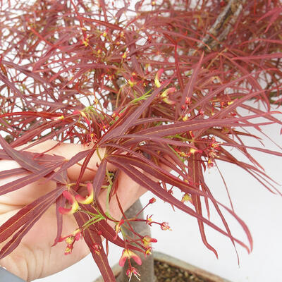Vonkajší bonsai - Javor dlanitolistý - Acer palmatum RED PYGMY - 5