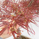 Vonkajší bonsai - Javor dlanitolistý - Acer palmatum RED PYGMY - 5/6