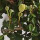 Izbová bonsai - Ulmus parvifolia - malolistá brest - 5/6