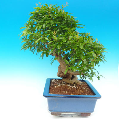 Izbová bonsai-Punic granatum-Granátové jablko - 6