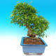Izbová bonsai-Punic granatum-Granátové jablko - 6/7