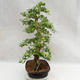 Izbová bonsai - Durant erecta Aurea PB2191211 - 6/7