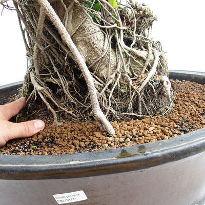 Izbová bonsai - Ficus kimmen - malolistá fikus PB2191217 - 6