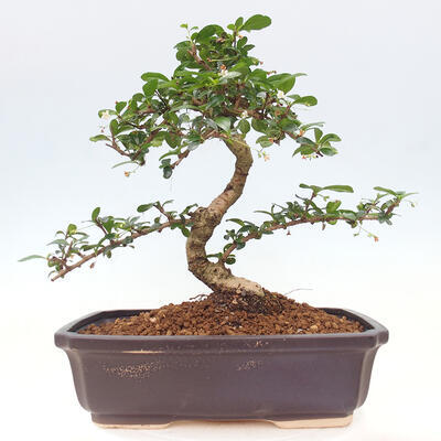 Izbová bonsai - Carmona macrophylla - Čaj fuki - 6