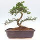 Izbová bonsai - Carmona macrophylla - Čaj fuki - 6/7