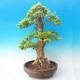 Izbová bonsai - Durant erecta Aurea - 6/7