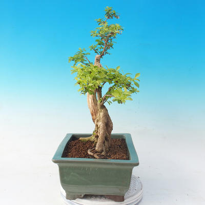 Izbová bonsai - Durant erecta Aurea - 6