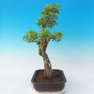 Izbová bonsai - Durant erecta Aurea - 6