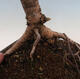 Vonkajší bonsai -Larix decidua - Smrekovec opadavý - 6/6