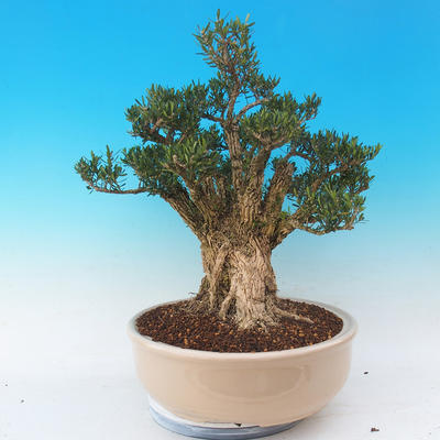 Izbová bonsai - Buxus harlandii - 6