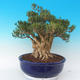 Izbová bonsai - Buxus harlandii - 6/7