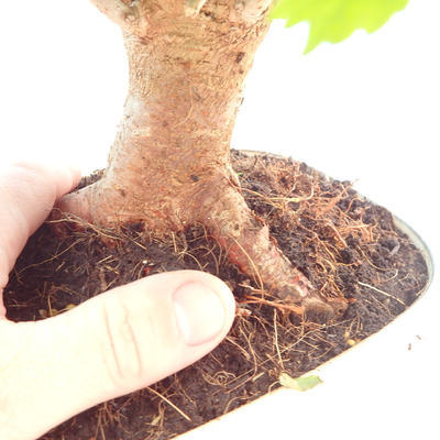 Vonkajšie bonsai - Morus alba - Moruša - 6