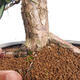 Vonkajší bonsai - Taxus cuspidata - Tis japonský - 6/6