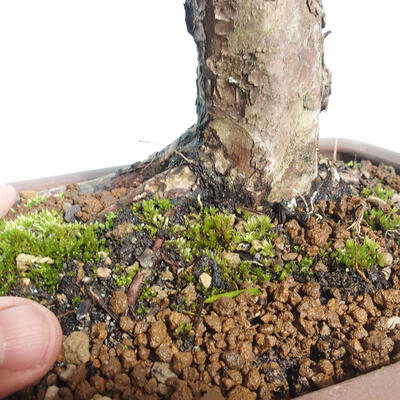 Vonkajší bonsai - Taxus cuspidata - Tis japonský - 6