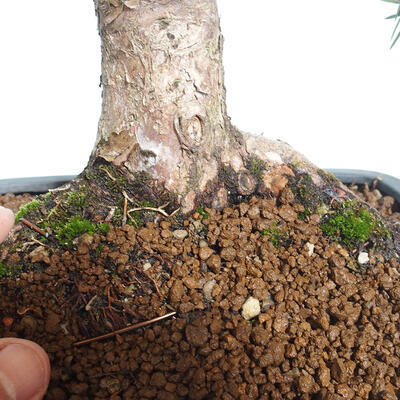 Vonkajší bonsai - Taxus cuspidata - Tis japonský - 6