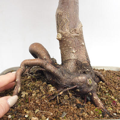 Vonkajší bonsai - Acer palmatum Atropurpureum - Javor dlanitolistý červený - 6