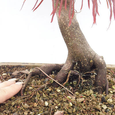 Vonkajší bonsai - Javor dlanitolistý - Acer palmatum RED PYGMY - 6