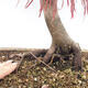 Vonkajší bonsai - Javor dlanitolistý - Acer palmatum RED PYGMY - 6/6