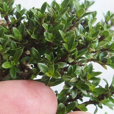 Izvová bonsai - Serissa japonica - malolistá - 6