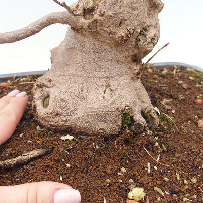 Vonkajší bonsai - Lieskovec - Corylopsis Spicata - 6